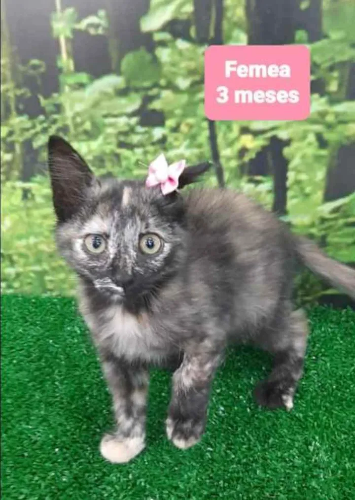 Gato raça SRD  idade 2 a 6 meses nome Gardenia 