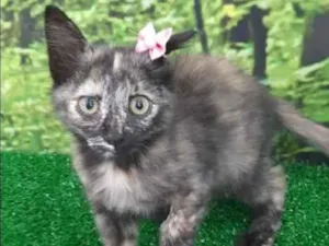 Gato raça SRD  idade 2 a 6 meses nome Gardenia 