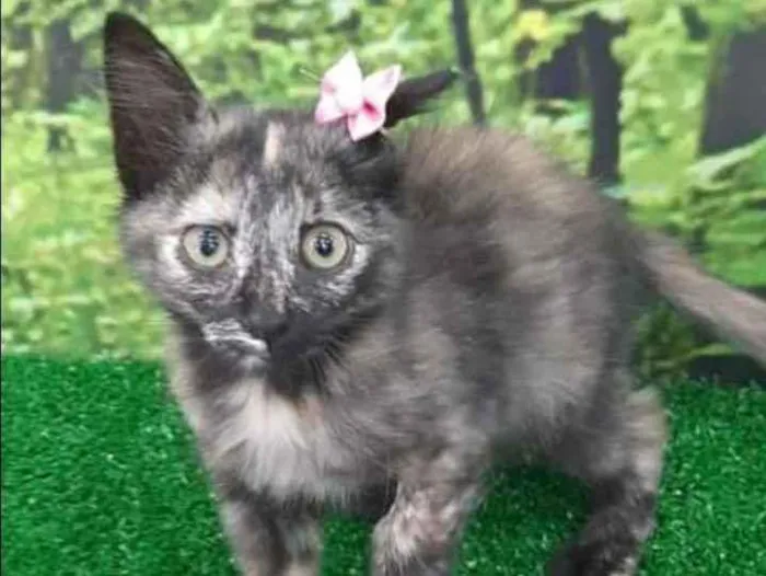 Gato raça SRD  idade 2 a 6 meses nome Gardenia 