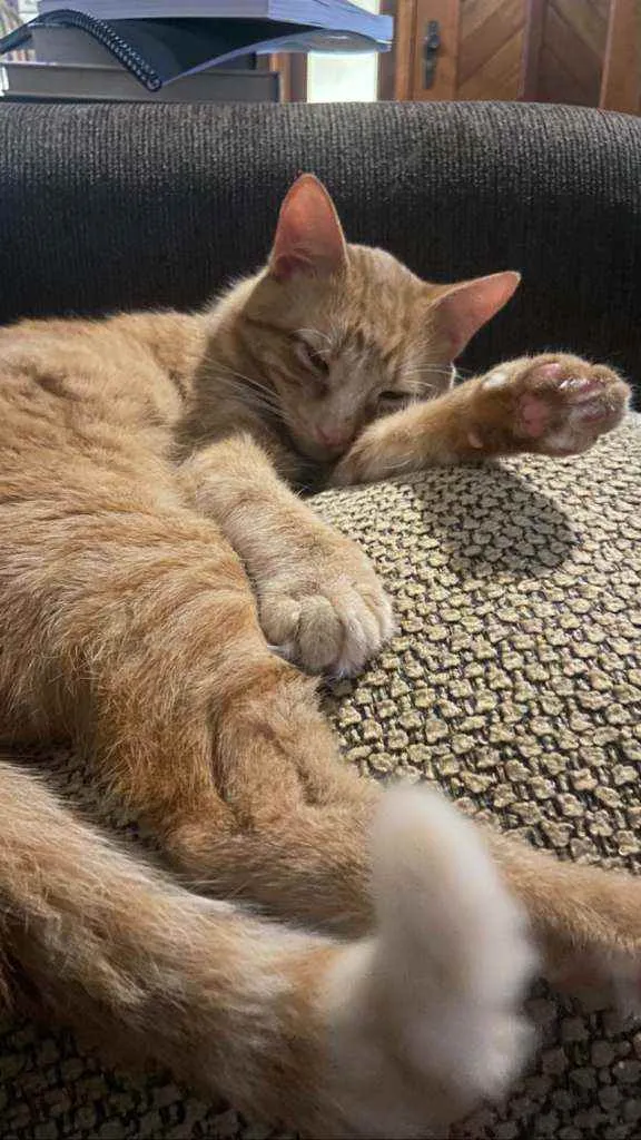 Gato raça sem raca  idade 1 ano nome Tapioca 