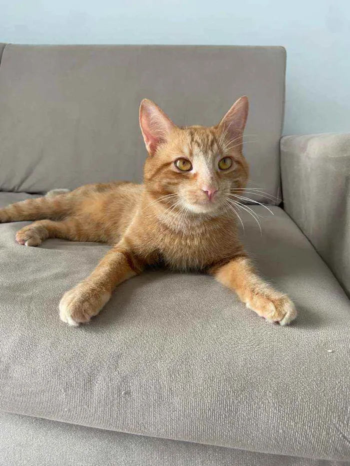 Gato raça sem raca  idade 1 ano nome Tapioca 
