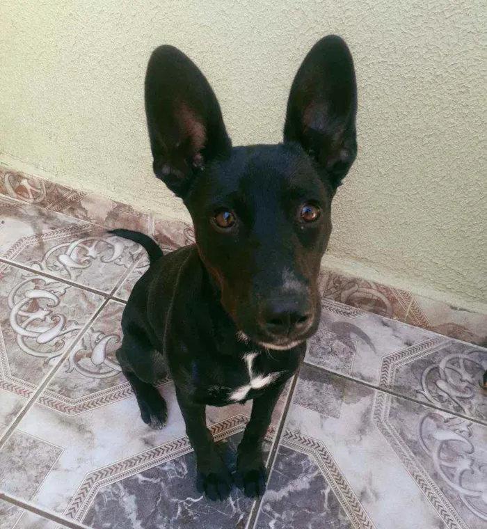 Cachorro ra a Nao definida idade 1 ano nome Neguinha 