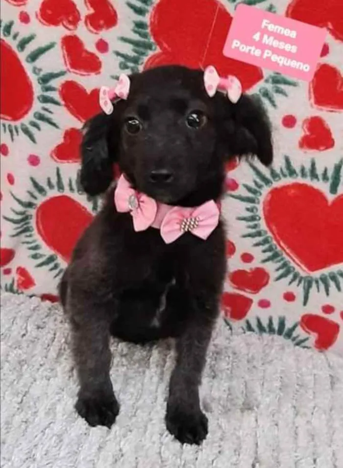 Cachorro raça  idade 2 a 6 meses nome Chica 