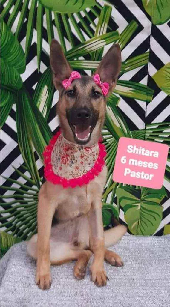 Cachorro raça Pastor alemão  idade 2 a 6 meses nome Shitara 