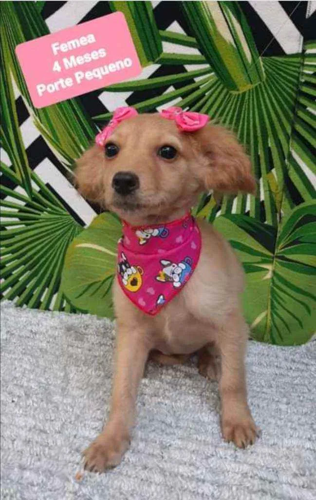 Cachorro raça SRD  idade 2 a 6 meses nome Duda 