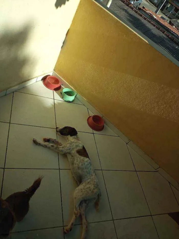 Cachorro raça Labrador com pointer idade 7 a 11 meses nome Lexa