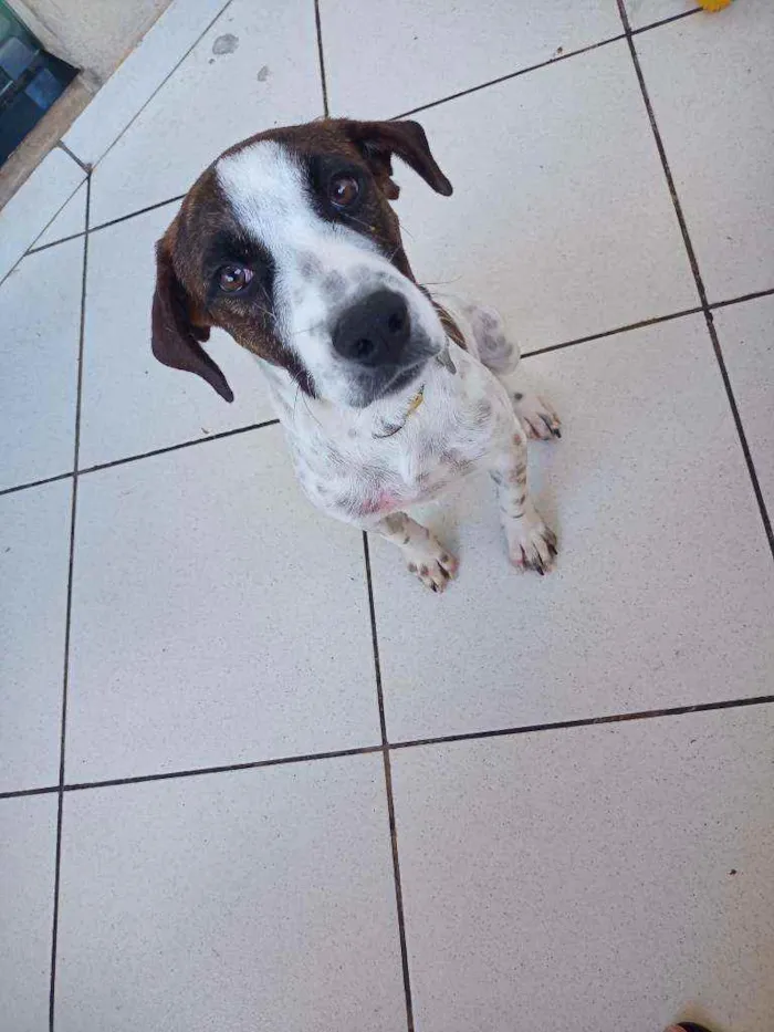Cachorro raça Labrador com pointer idade 7 a 11 meses nome Lexa