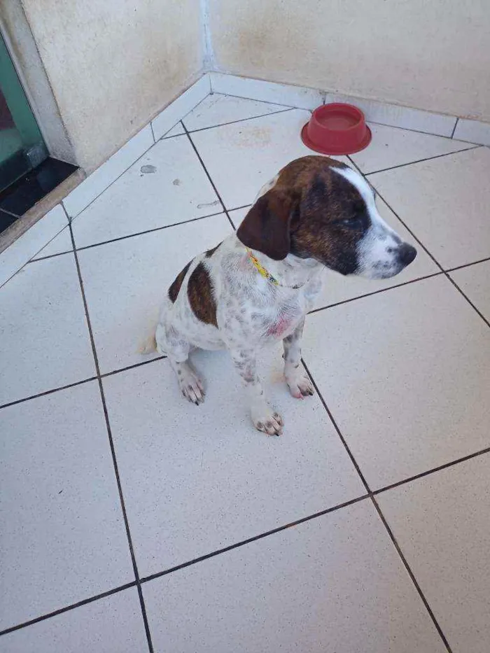 Cachorro raça Labrador com pointer idade 7 a 11 meses nome Lexa