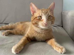 Gato raça sem raca  idade 1 ano nome Tapioca 