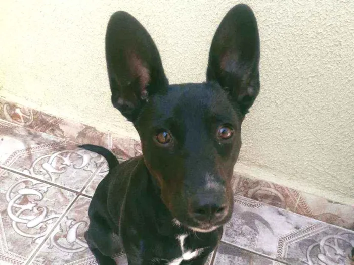 Cachorro ra a Nao definida idade 1 ano nome Neguinha 