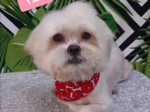 Cachorro raça Shitsu  idade 1 ano nome Nick 