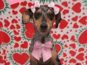 Cachorro raça SRD  idade 2 anos nome Nina 
