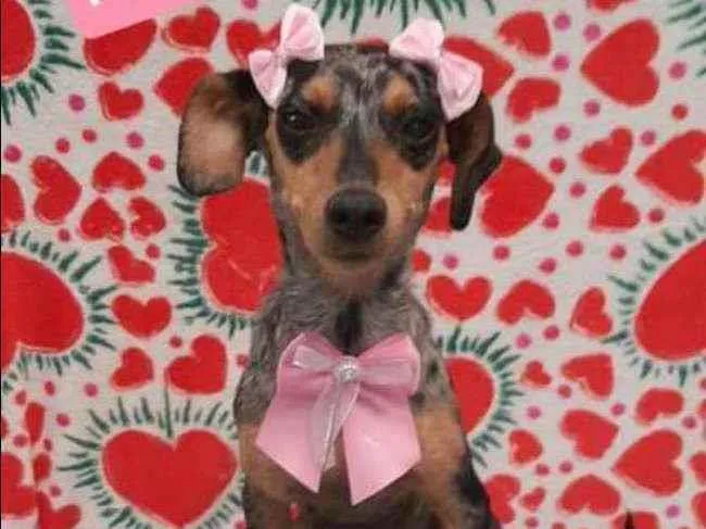 Cachorro raça SRD  idade 2 anos nome Nina 