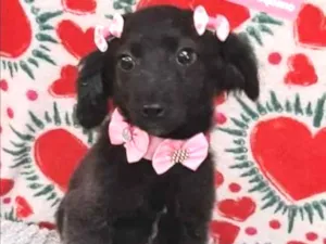 Cachorro raça  idade 2 a 6 meses nome Chica 