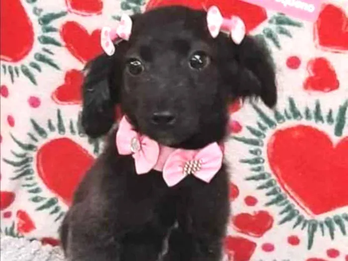 Cachorro raça  idade 2 a 6 meses nome Chica 