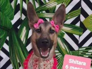 Cachorro raça Pastor alemão  idade 2 a 6 meses nome Shitara 