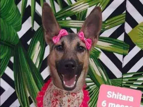 Cachorro raça Pastor alemão  idade 2 a 6 meses nome Shitara 