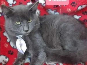 Gato raça  idade 2 a 6 meses nome Samuel 