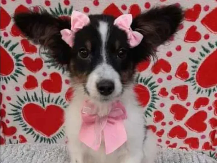 Cachorro raça  idade 2 a 6 meses nome Luna 