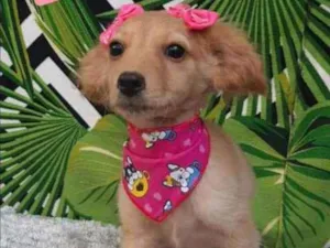 Cachorro raça SRD  idade 2 a 6 meses nome Duda 