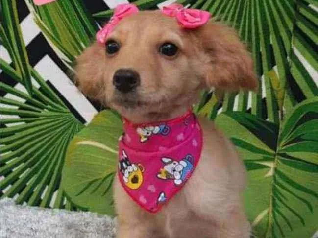 Cachorro raça SRD  idade 2 a 6 meses nome Duda 