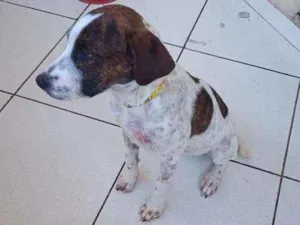 Cachorro raça Labrador com pointer idade 7 a 11 meses nome Lexa