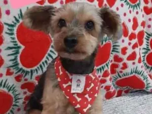 Cachorro raça York  idade 2 anos nome Patrick 