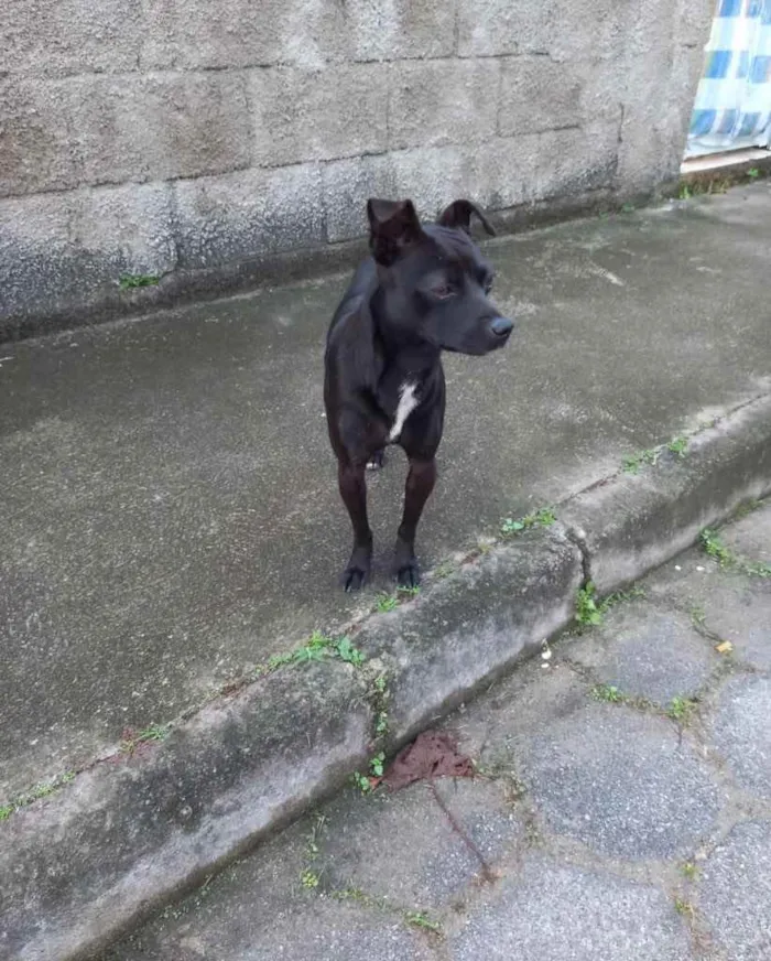 Cachorro ra a  idade 2 anos nome Não sei 