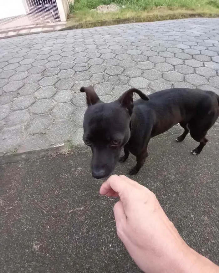 Cachorro ra a  idade 2 anos nome Não sei 