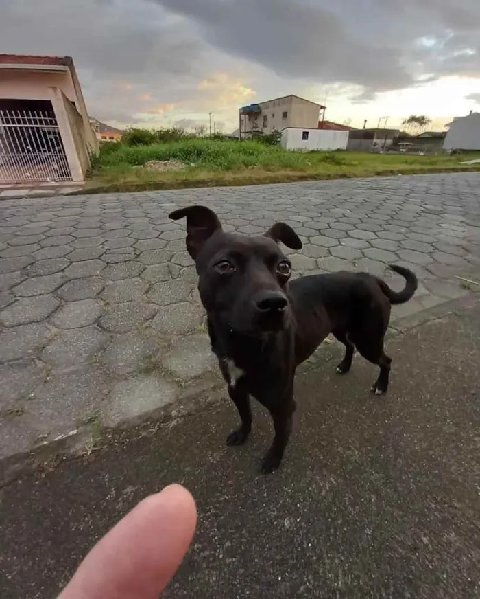 Cachorro ra a  idade 2 anos nome Não sei 