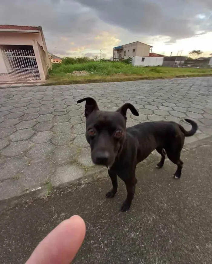 Cachorro ra a  idade 2 anos nome Não sei 