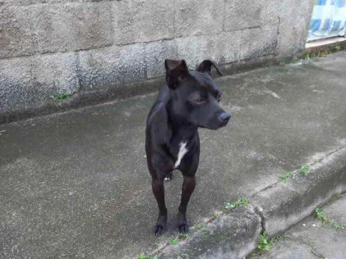 Cachorro ra a  idade 2 anos nome Não sei 