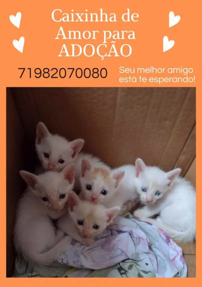Gato raça Srd idade Abaixo de 2 meses nome Irmãos 