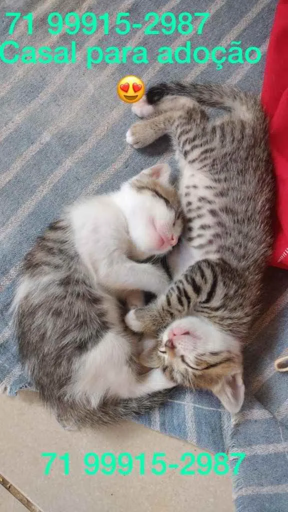 Gato raça Srd idade Abaixo de 2 meses nome Irmãos RC