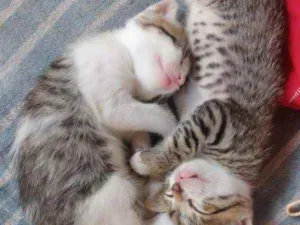 Gato raça Srd idade Abaixo de 2 meses nome Irmãos RC