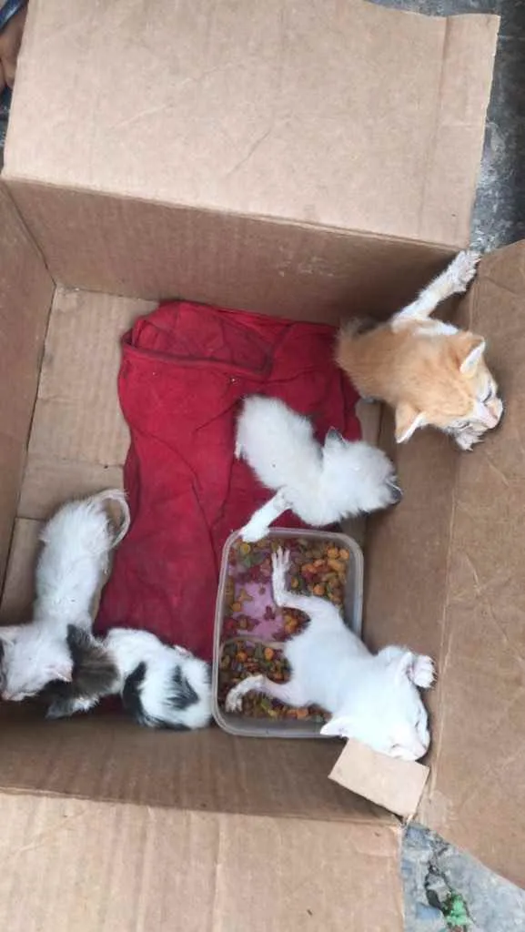 Gato raça Srd idade Abaixo de 2 meses nome Bebês 