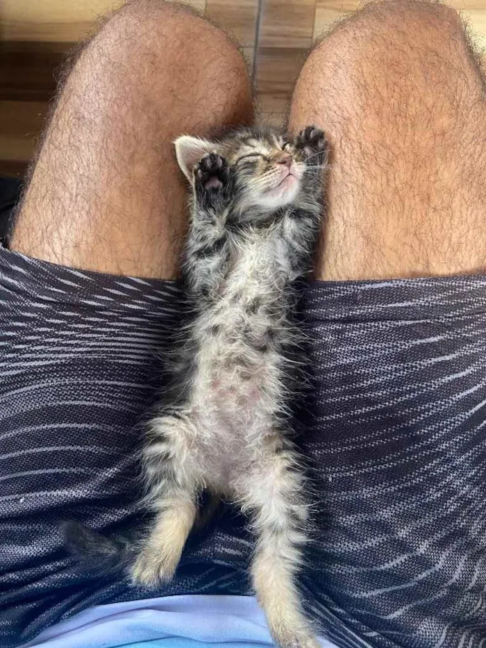 Gato raça Srd idade Abaixo de 2 meses nome Tigresa castrada