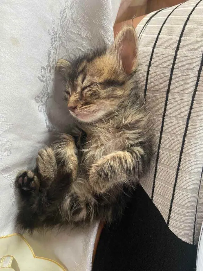 Gato raça Srd idade Abaixo de 2 meses nome Tigresa castrada