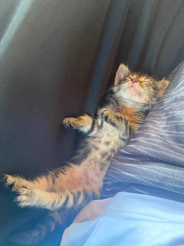 Gato raça Srd idade Abaixo de 2 meses nome Tigresa castrada