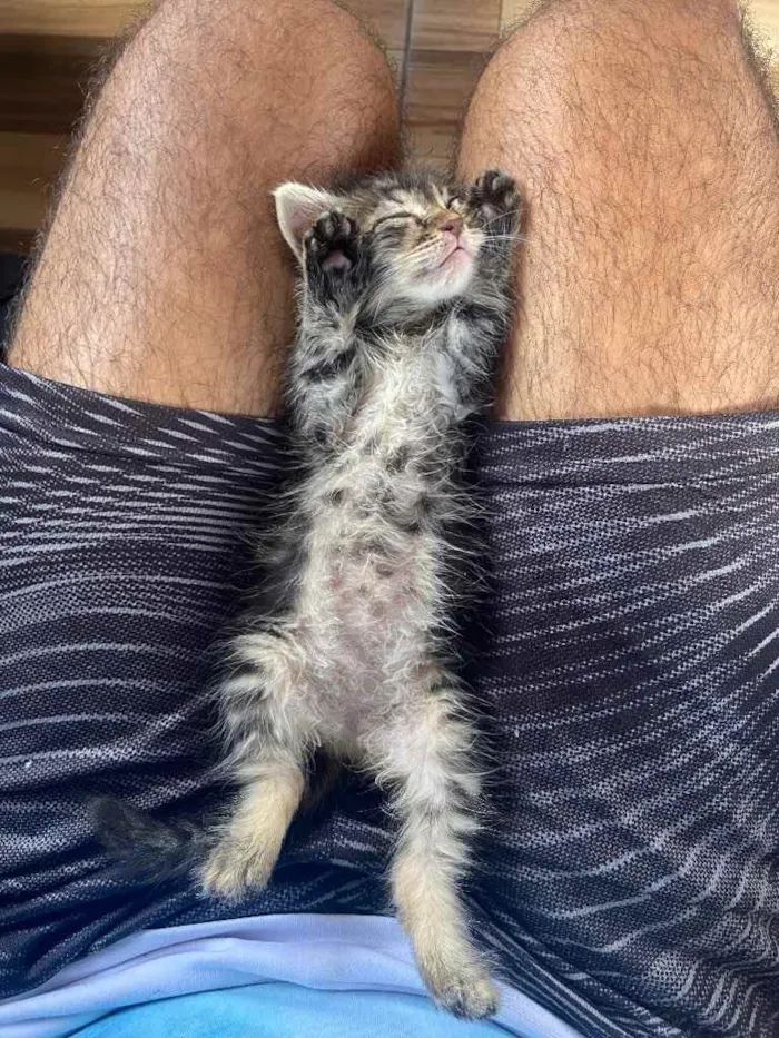 Gato raça Srd idade Abaixo de 2 meses nome Tigresa castrada