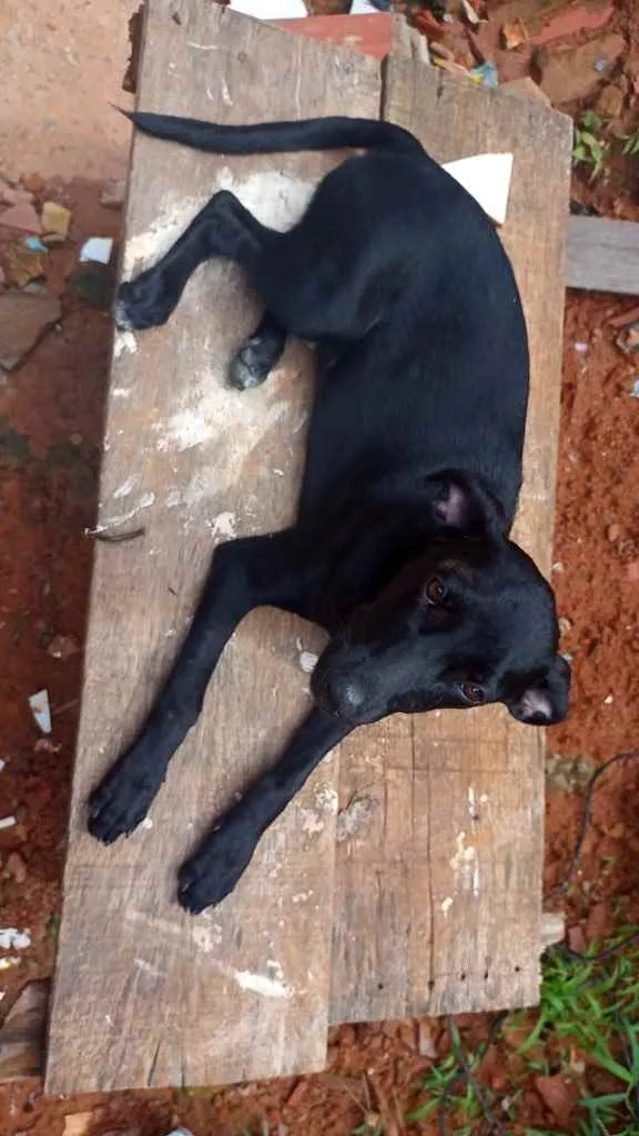Cachorro raça Srd idade 7 a 11 meses nome Paulinha castrada 