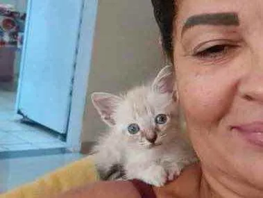 Gato raça Srd idade Abaixo de 2 meses nome Azuis