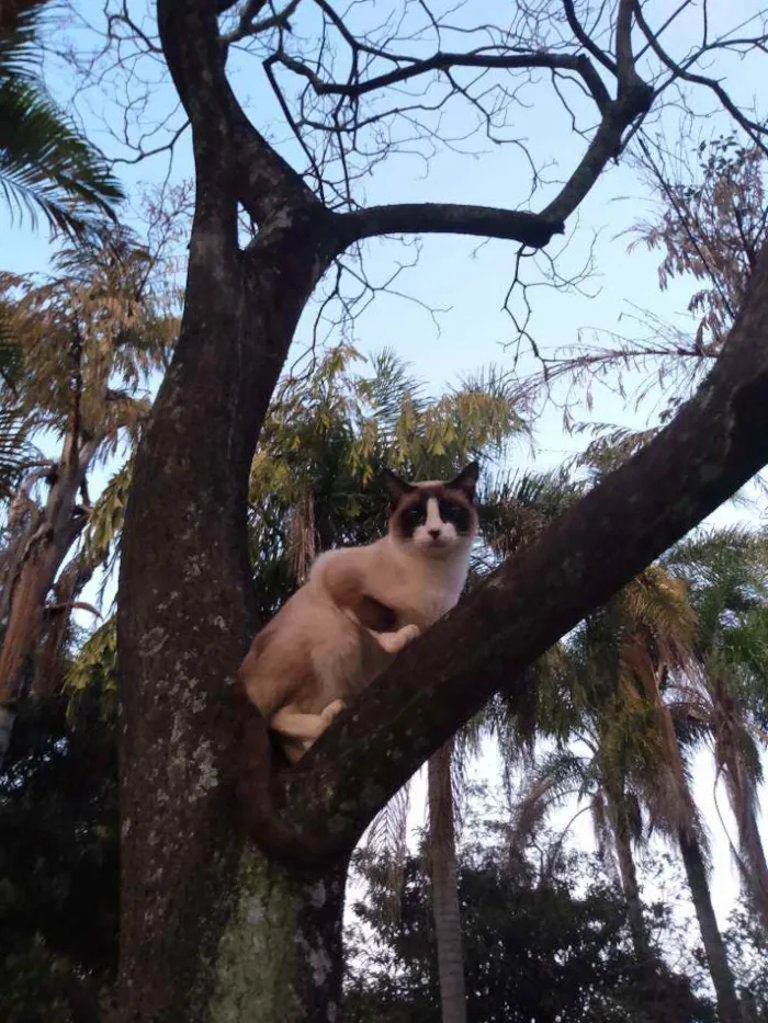 Gato ra a Indefinida idade 2 anos nome Guita