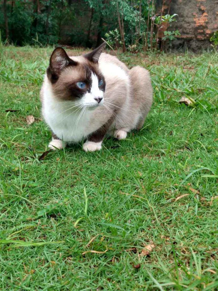 Gato ra a Indefinida idade 2 anos nome Guita