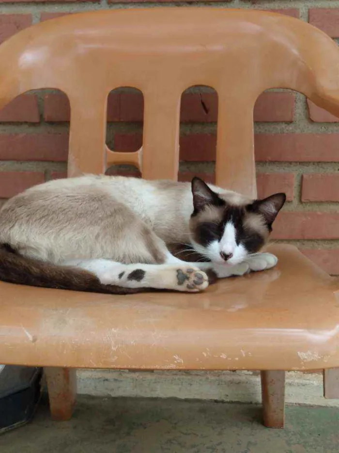 Gato ra a Indefinida idade 2 anos nome Guita