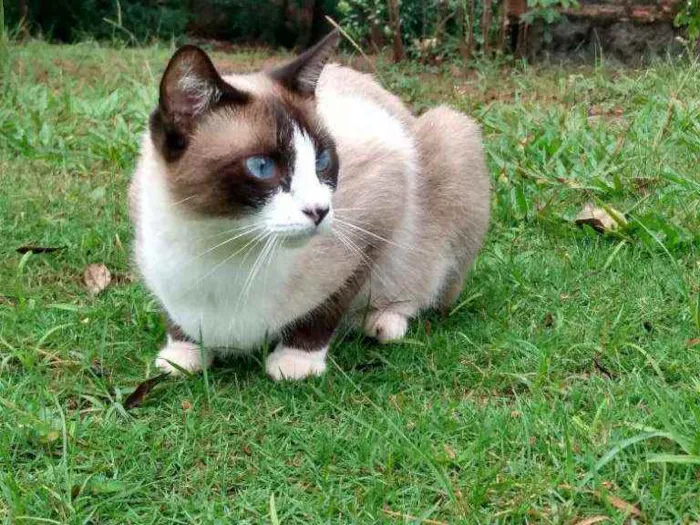 Gato ra a Indefinida idade 2 anos nome Guita