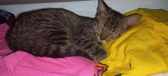 Gato ra a Indefinida idade 2 a 6 meses nome Sem nome definido