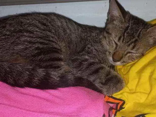 Gato ra a Indefinida idade 2 a 6 meses nome Sem nome definido