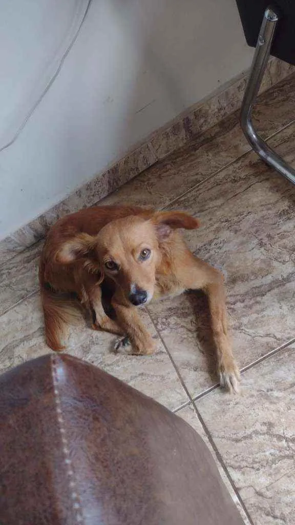 Cachorro ra a Vira lata idade 3 anos nome A chamamos de Mel