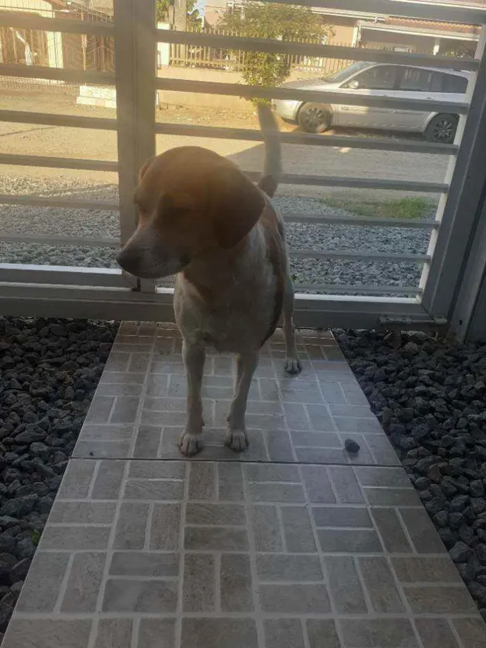 Cachorro ra a Srd idade 1 ano nome Mégui